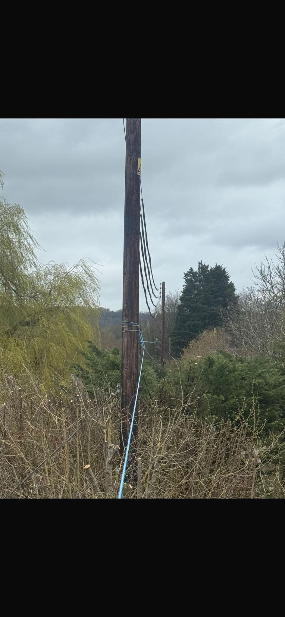 Wooden utility pole with hanging wires and blue rope, surrounded by trees and bushes.
